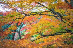 Kyushu Autumn